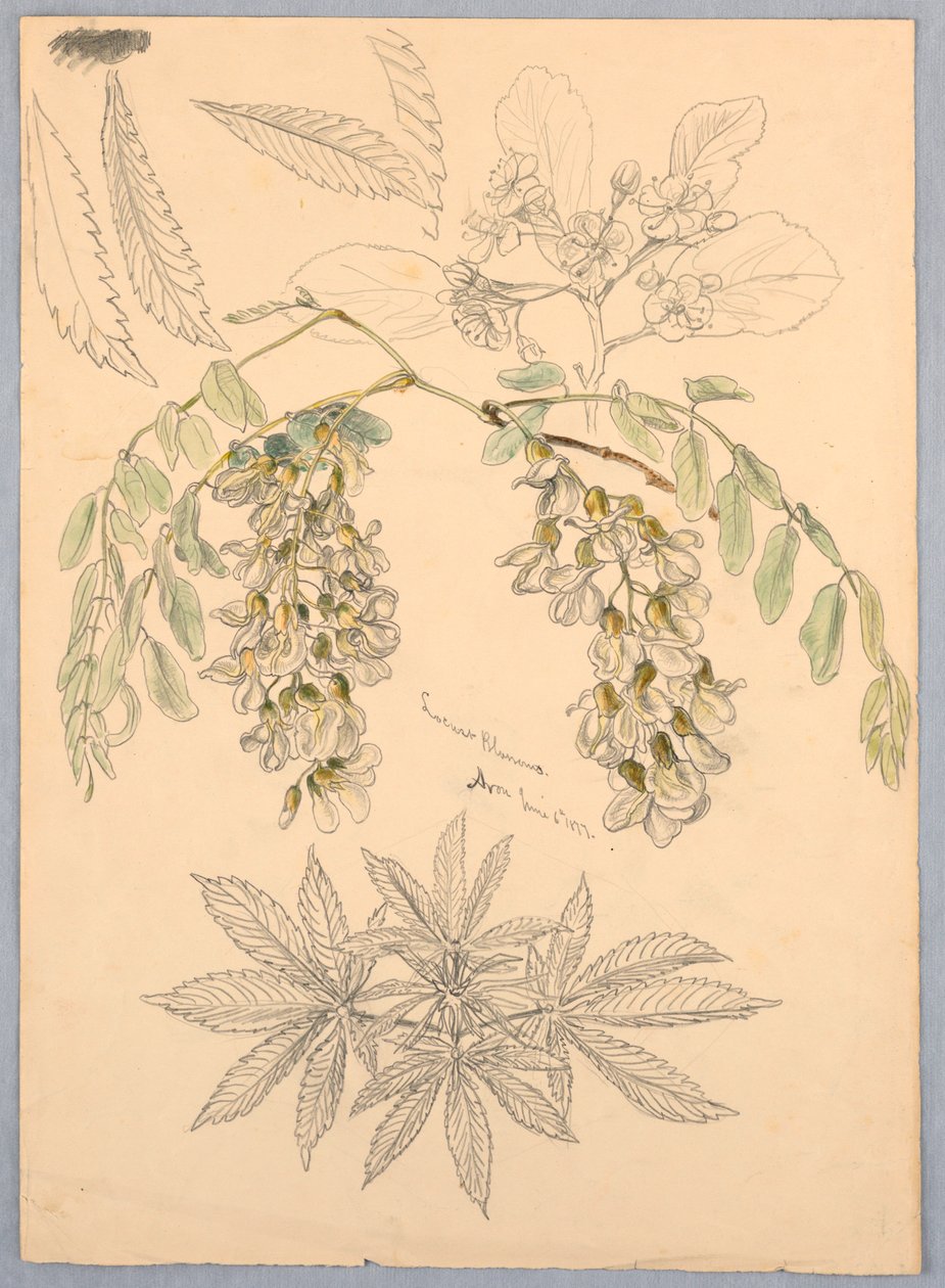 Heuschreckenblüten von Samuel Colman