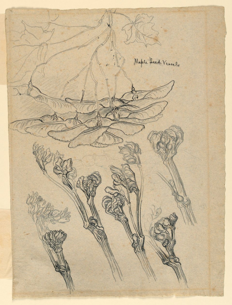 Ahornsamenbehälter von Samuel Colman
