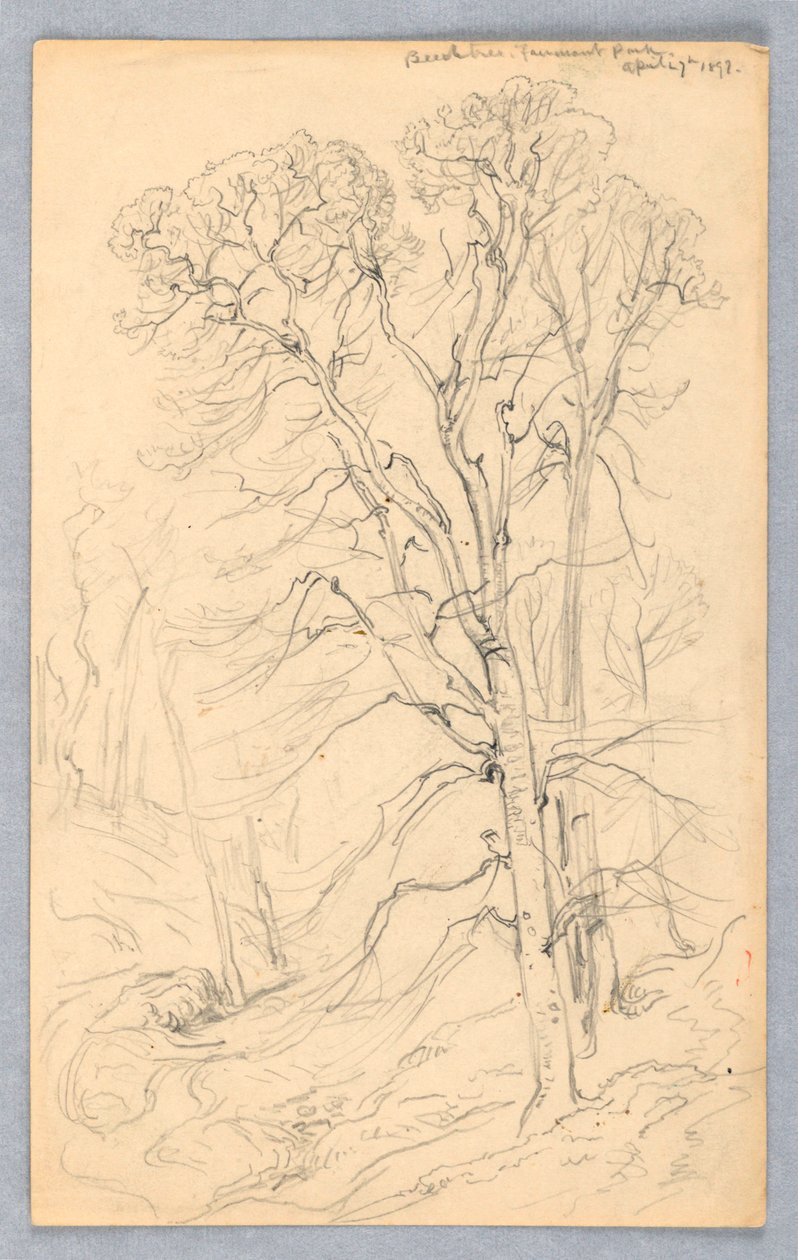 Skizzen von Bäumen von Samuel Colman