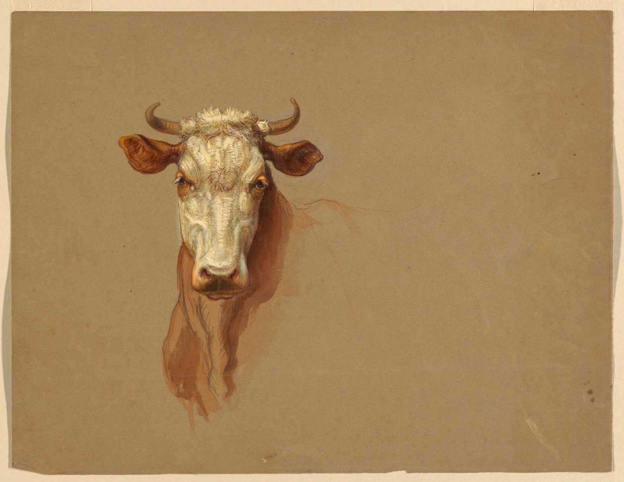 Zwei Studien von Rindern von Samuel Colman