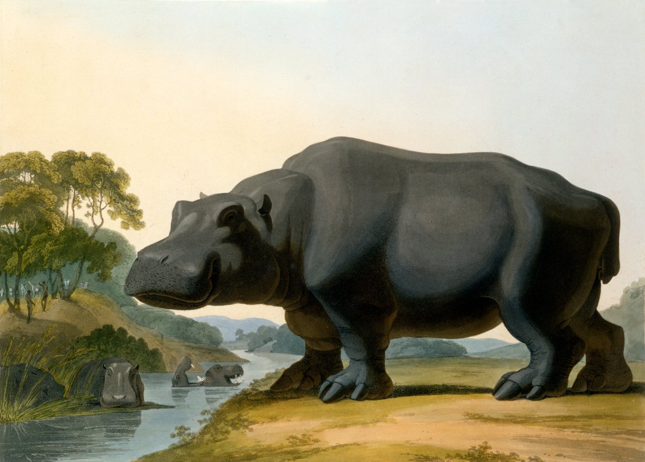 Das Nilpferd, 1804 von Samuel Daniell