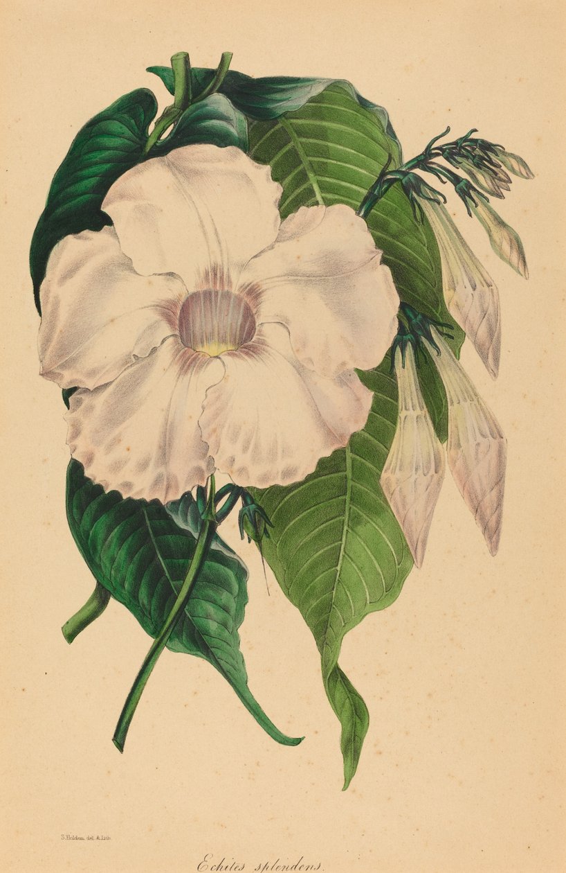 Echites splendens von Samuel Holden