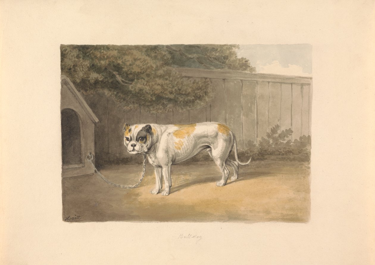 Ein Bulldogge von Samuel Howitt