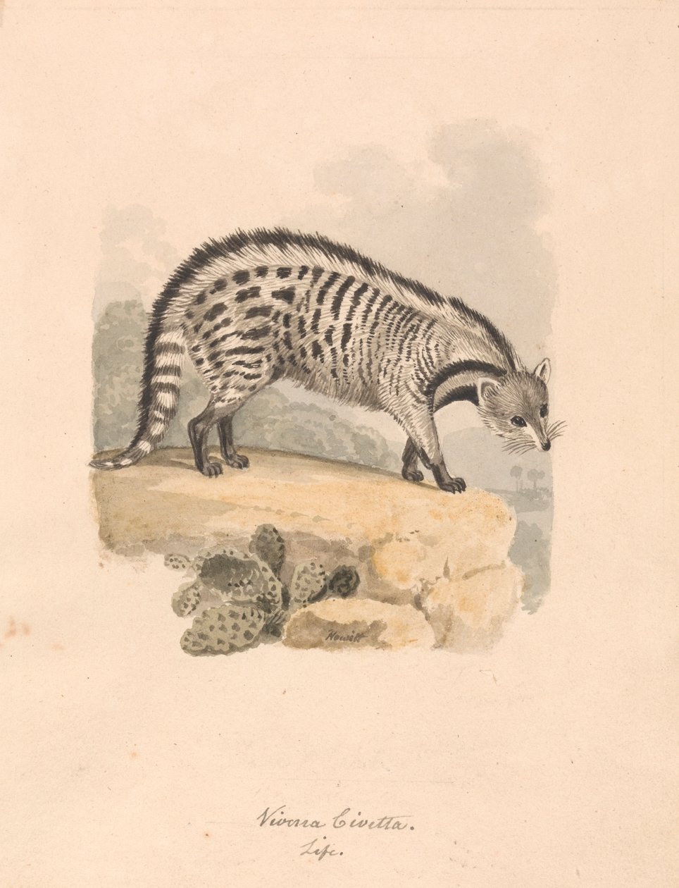 Afrikanische Zibetkatze von Samuel Howitt