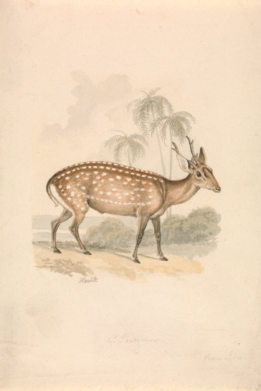 Hog Deer von Samuel Howitt