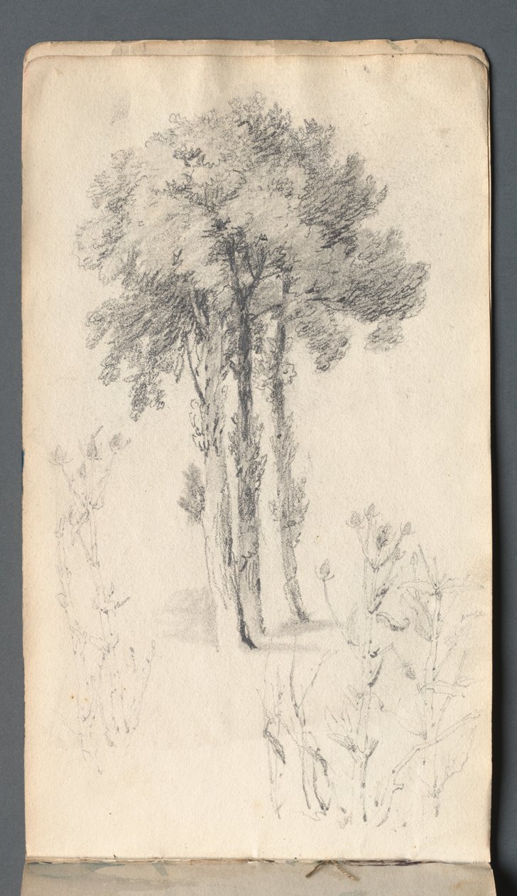 Skizzenbuch: Baumstudie von Samuel Prout