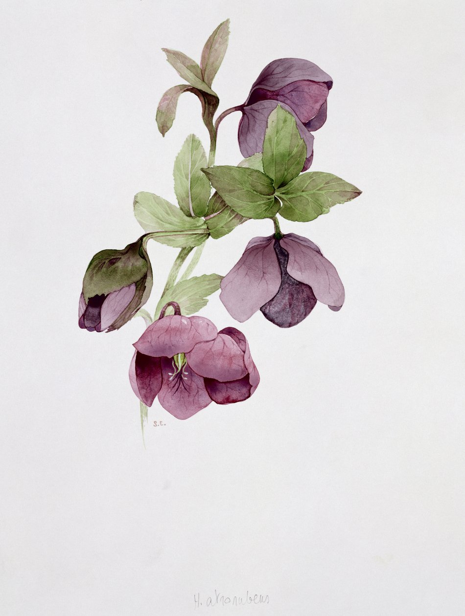 Helleborus atrorubens von Sarah Creswell