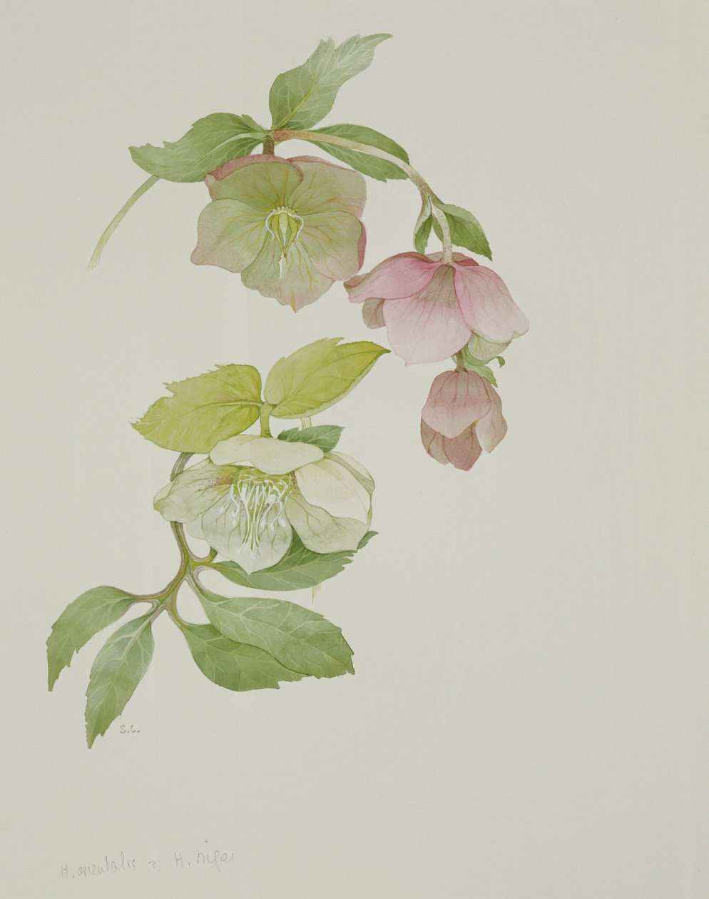 Helleborus orientalis und Helleborus niger von Sarah Creswell