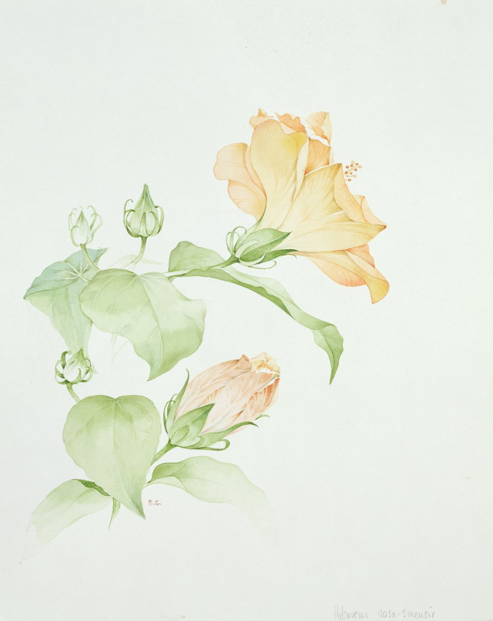 Hibiscus rosa-sinensis von Sarah Creswell
