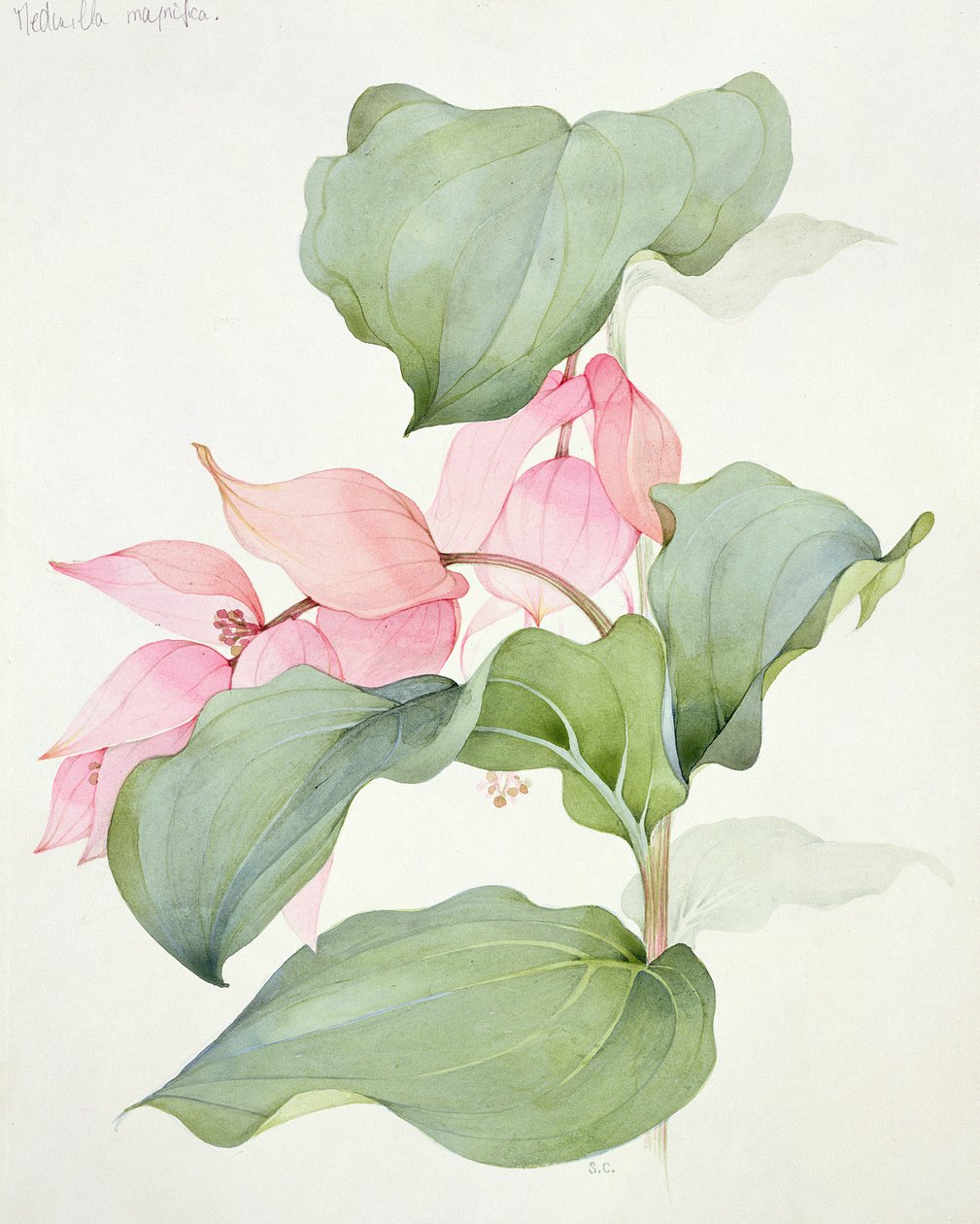 Medinilla magnifica von Sarah Creswell