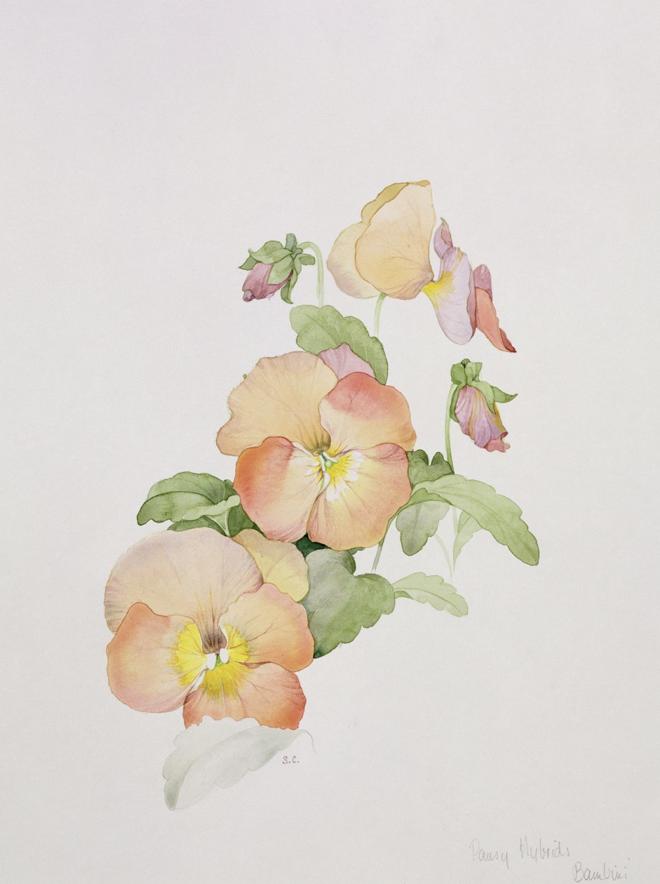 Stiefmütterchen-Hybriden Bambini von Sarah Creswell