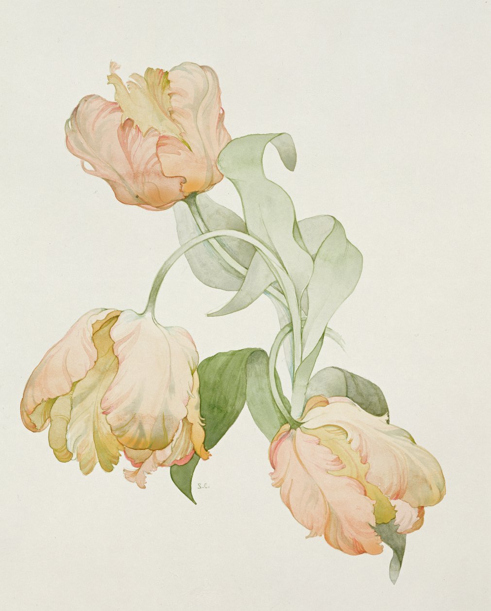 Papageientulpen von Sarah Creswell