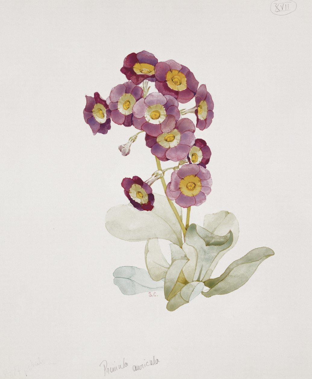 Primula Auricula (Primel) von Sarah Creswell