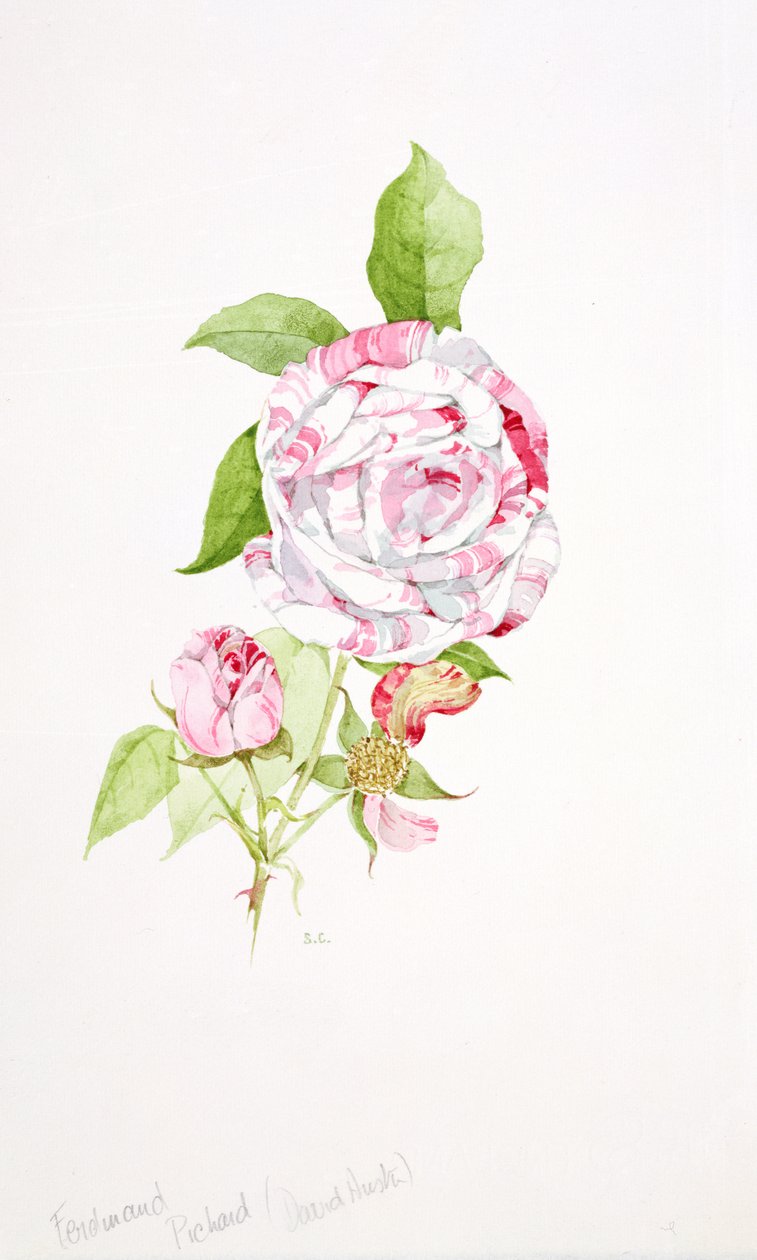 Rosa Ferdinand Pichard von Sarah Creswell