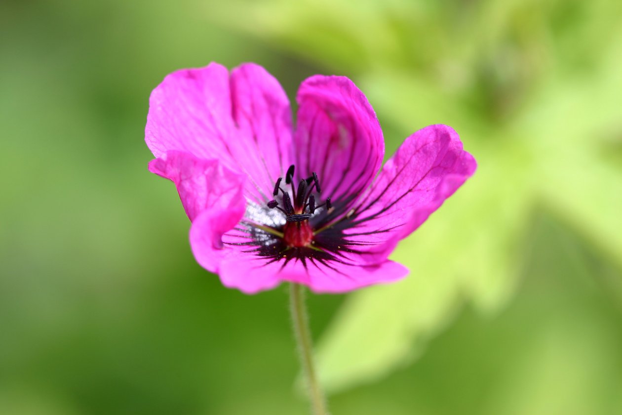 Garsington Anemone, 2009 von Sarah OToole