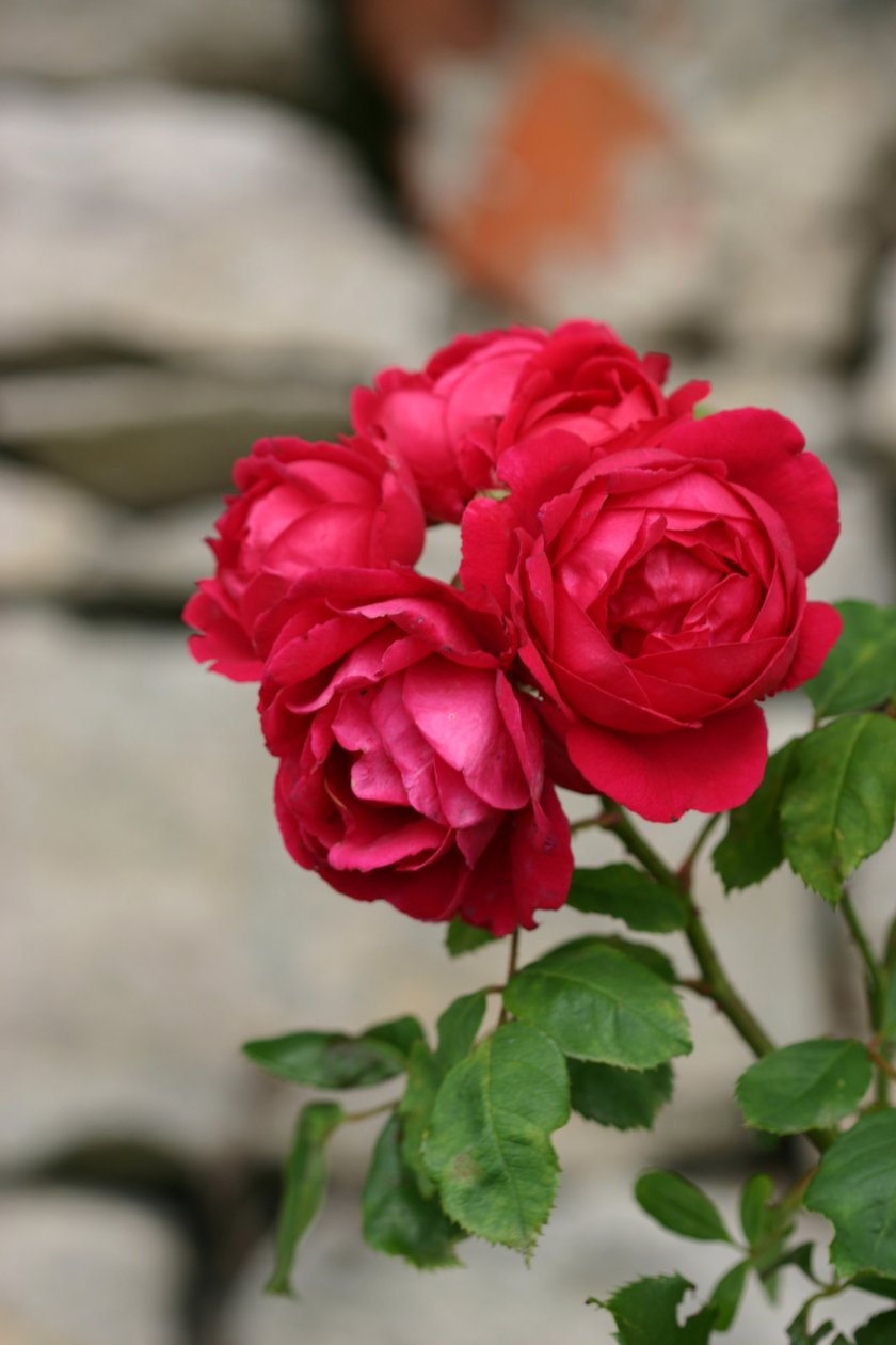 Garsington Rose, 2009 von Sarah OToole