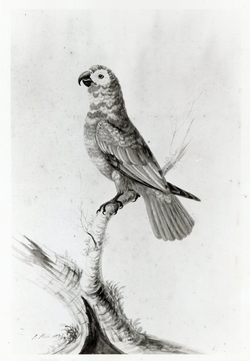 Ein Papagei, 1786 von Sarah Stone