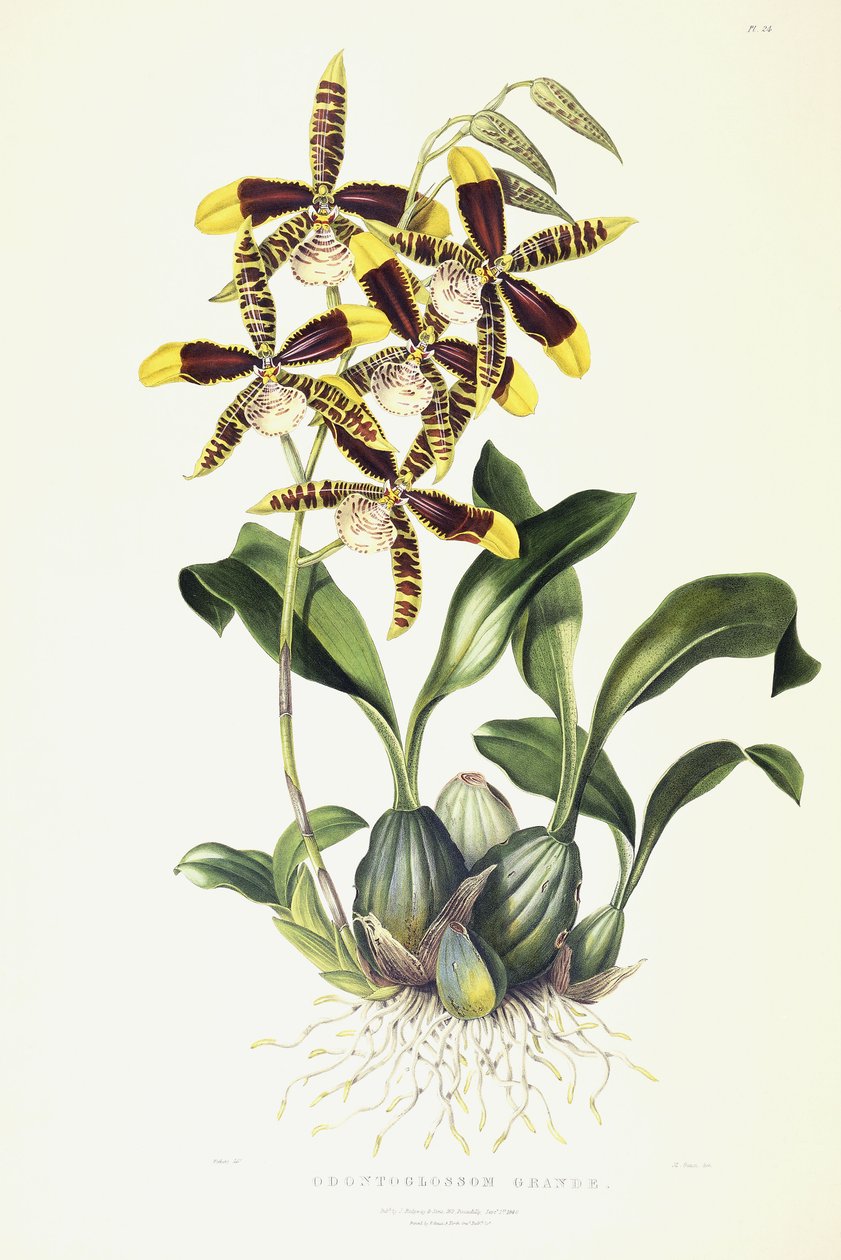 Odontoglossom Grande, ca. 1837-1843 von Miss Drake
