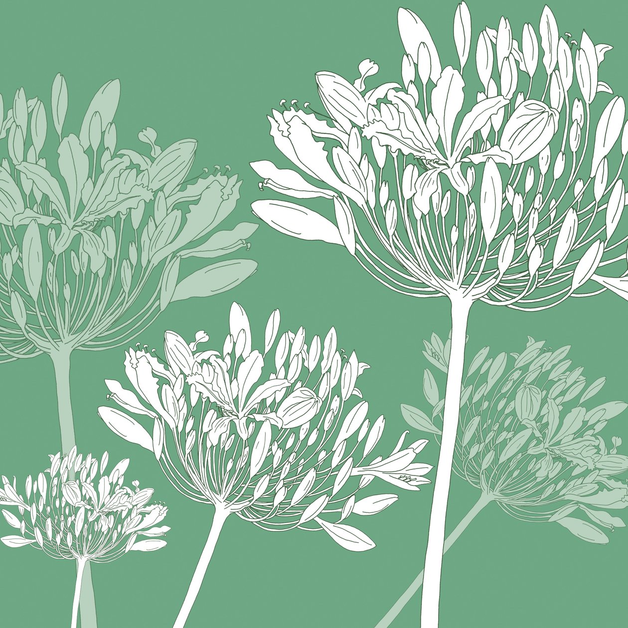 Agapanthus-Brise, 2005 von Sarah Hough