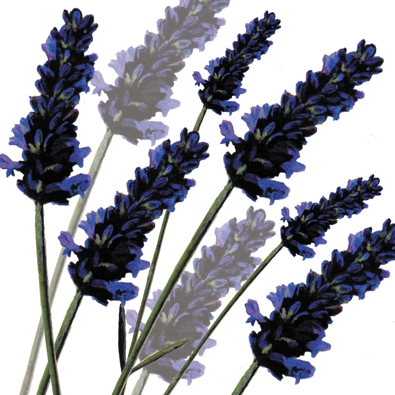Süßer Lavendel, 2004 von Sarah Hough