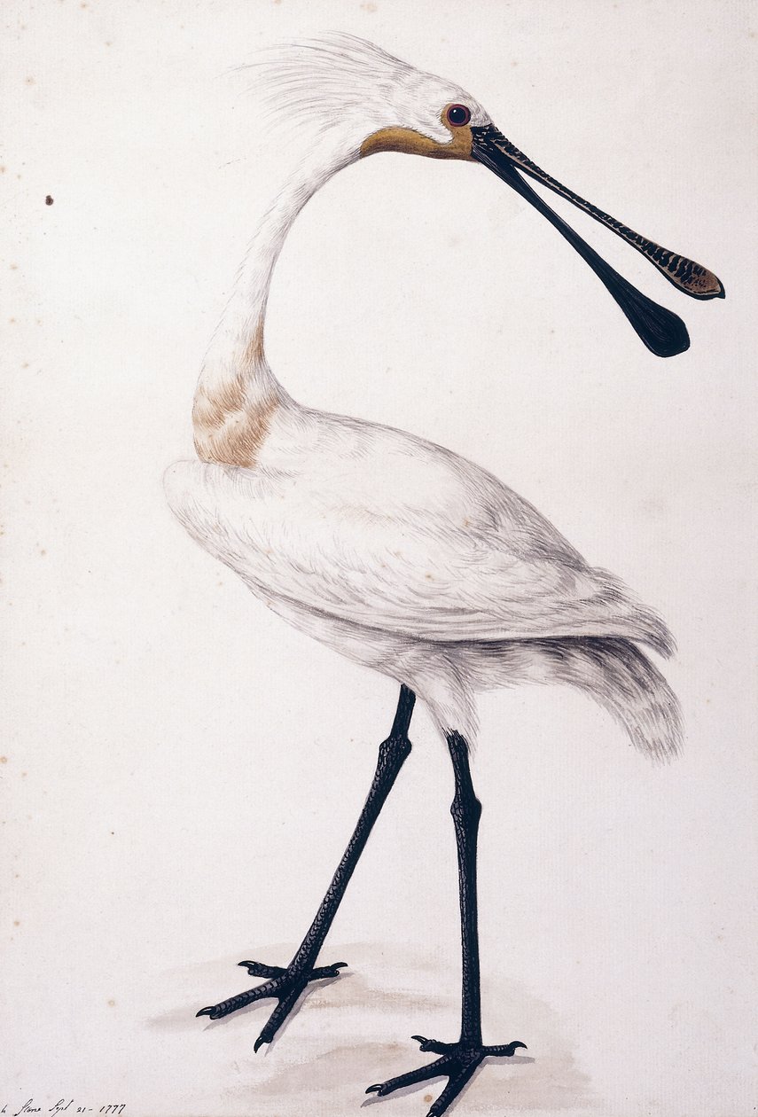 Löffler, 1777 von Sarah Stone