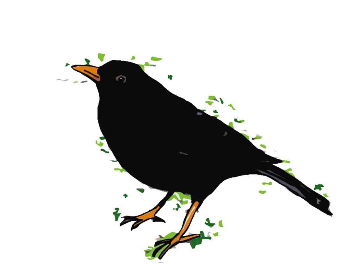 Amsel von Sarah Thompson Engels