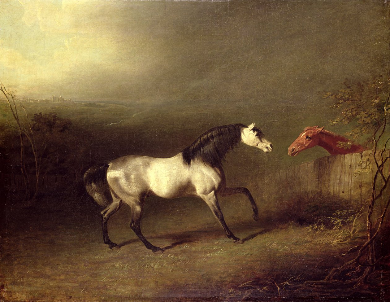 Der graue Araber von Sawrey Gilpin