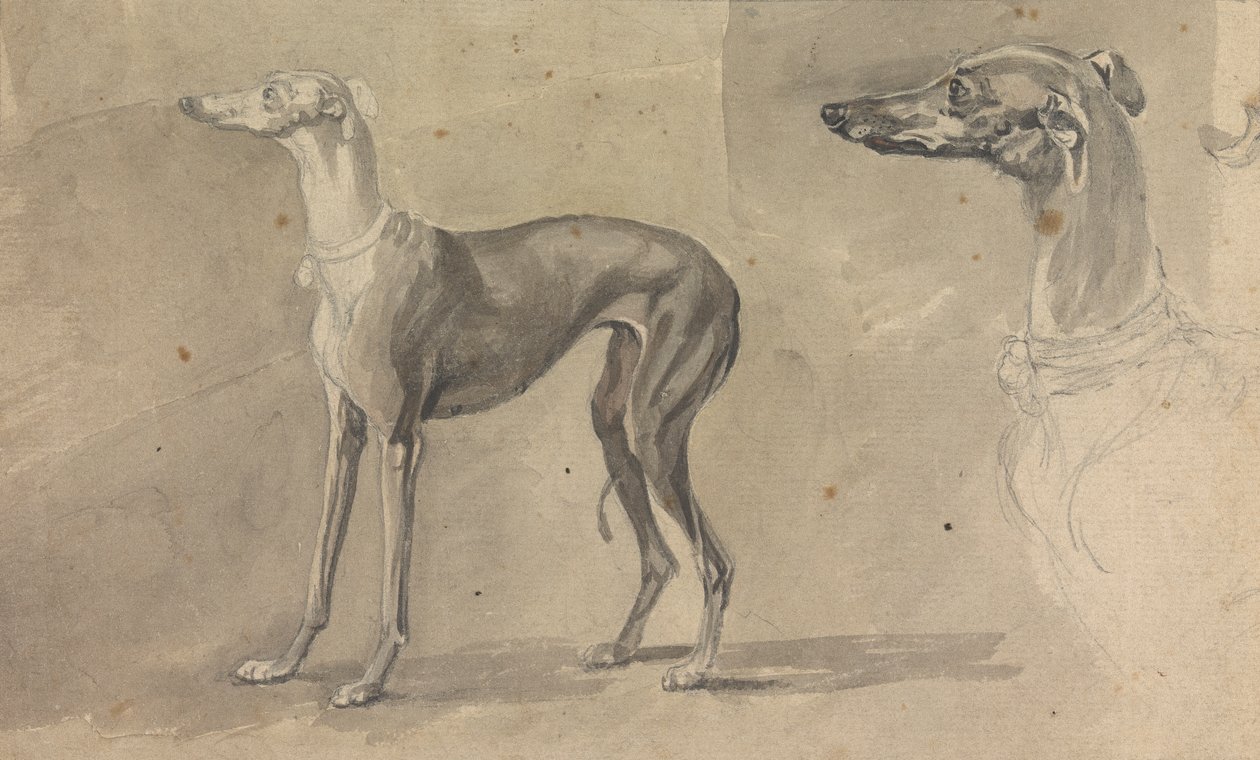 Ein Windhund von Sawrey Gilpin