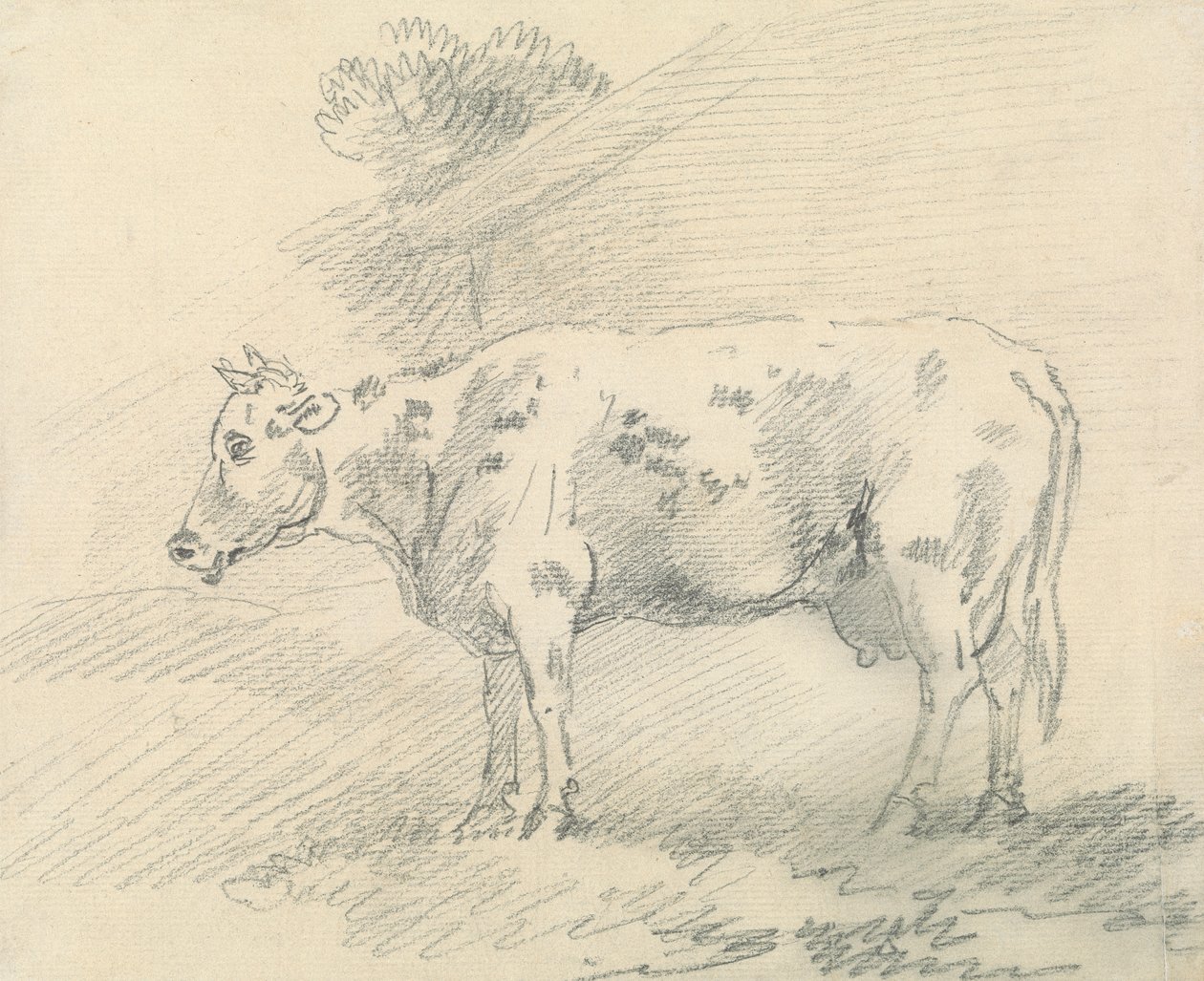 Kuh von Sawrey Gilpin