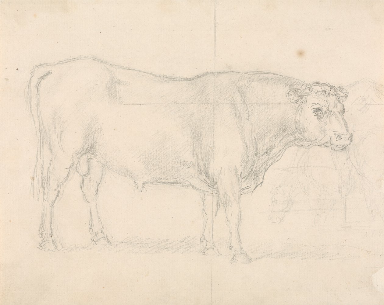Studie eines Stiers von Sawrey Gilpin