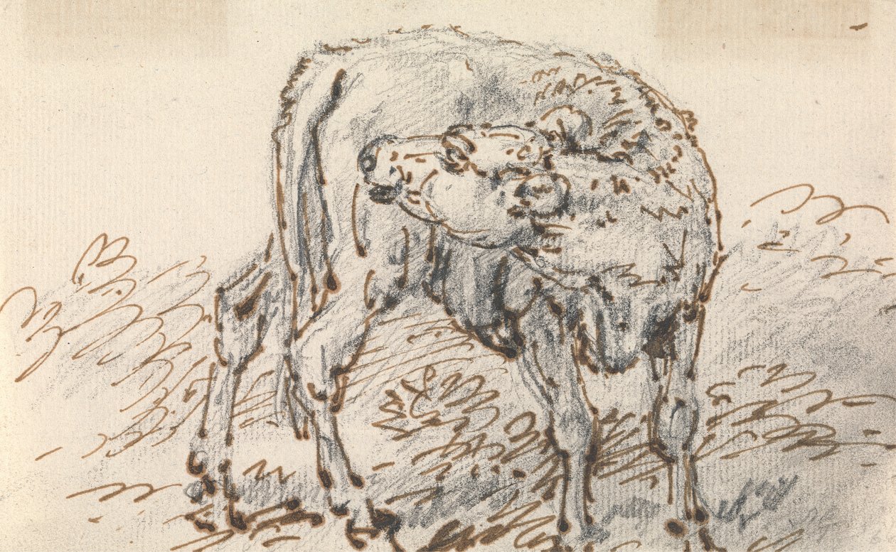 Studie eines Kalbs von Sawrey Gilpin