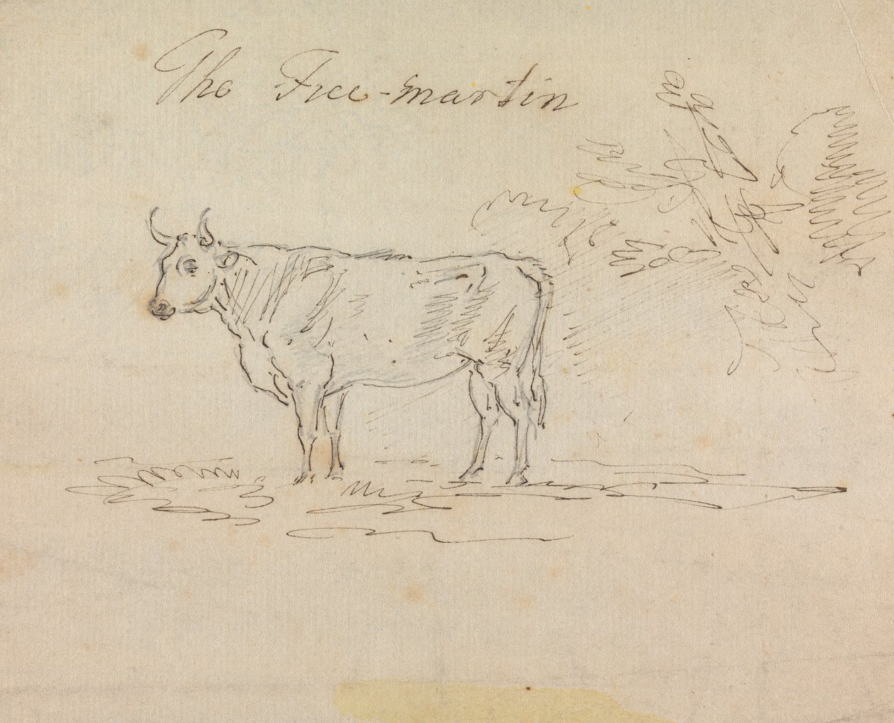 Der Freimartin von Sawrey Gilpin