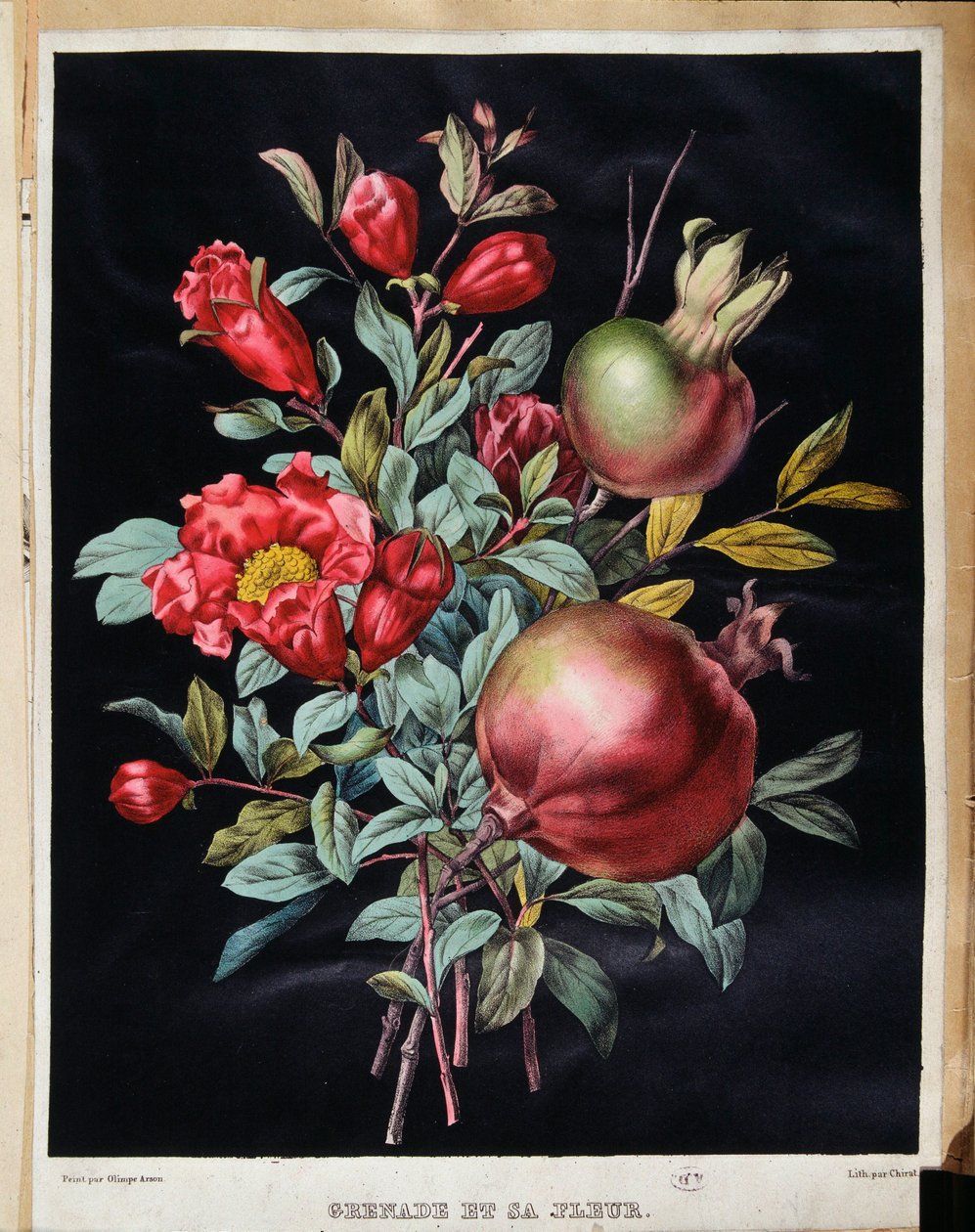 Granatapfel und seine Blüte - botanische Tafel von School French
