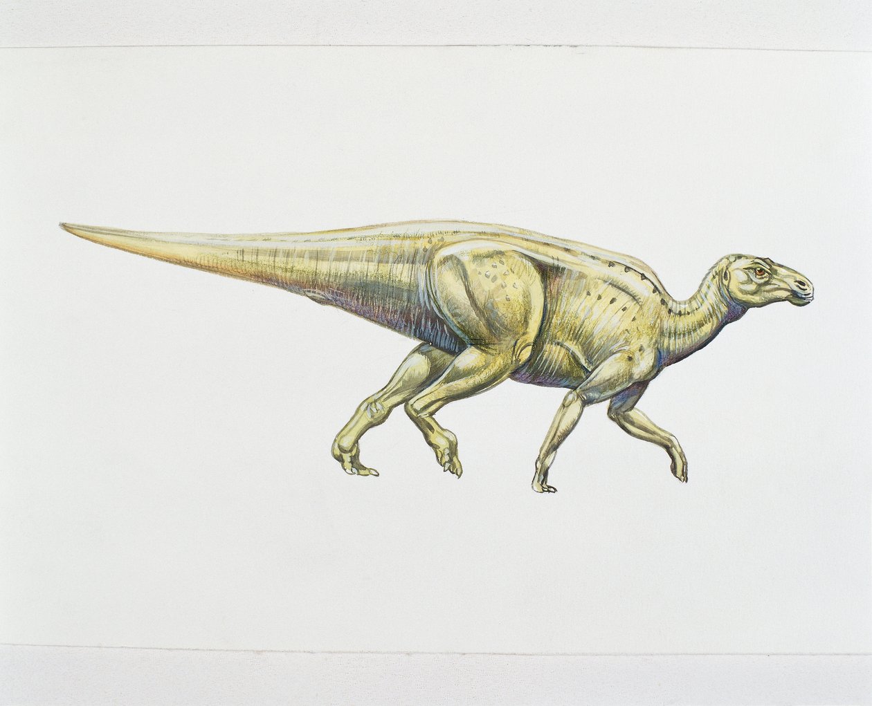 Hadrosaurier oder Entenschnabeldinosaurier (Farblithografie) von School Italian
