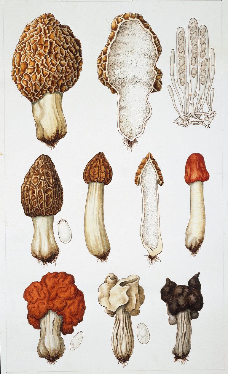 Pilze von School Italian