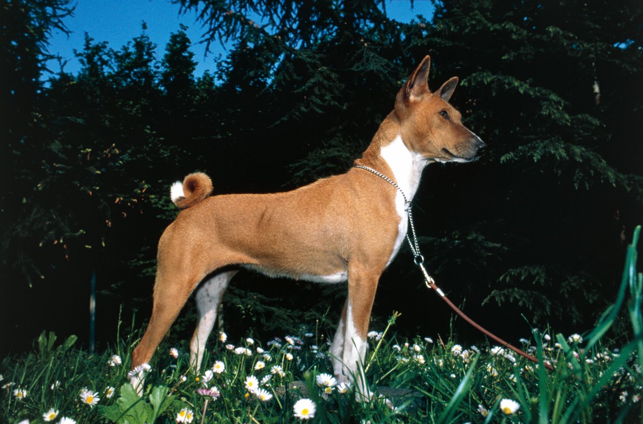Basenji-Hund von R. and Smith Simkin
