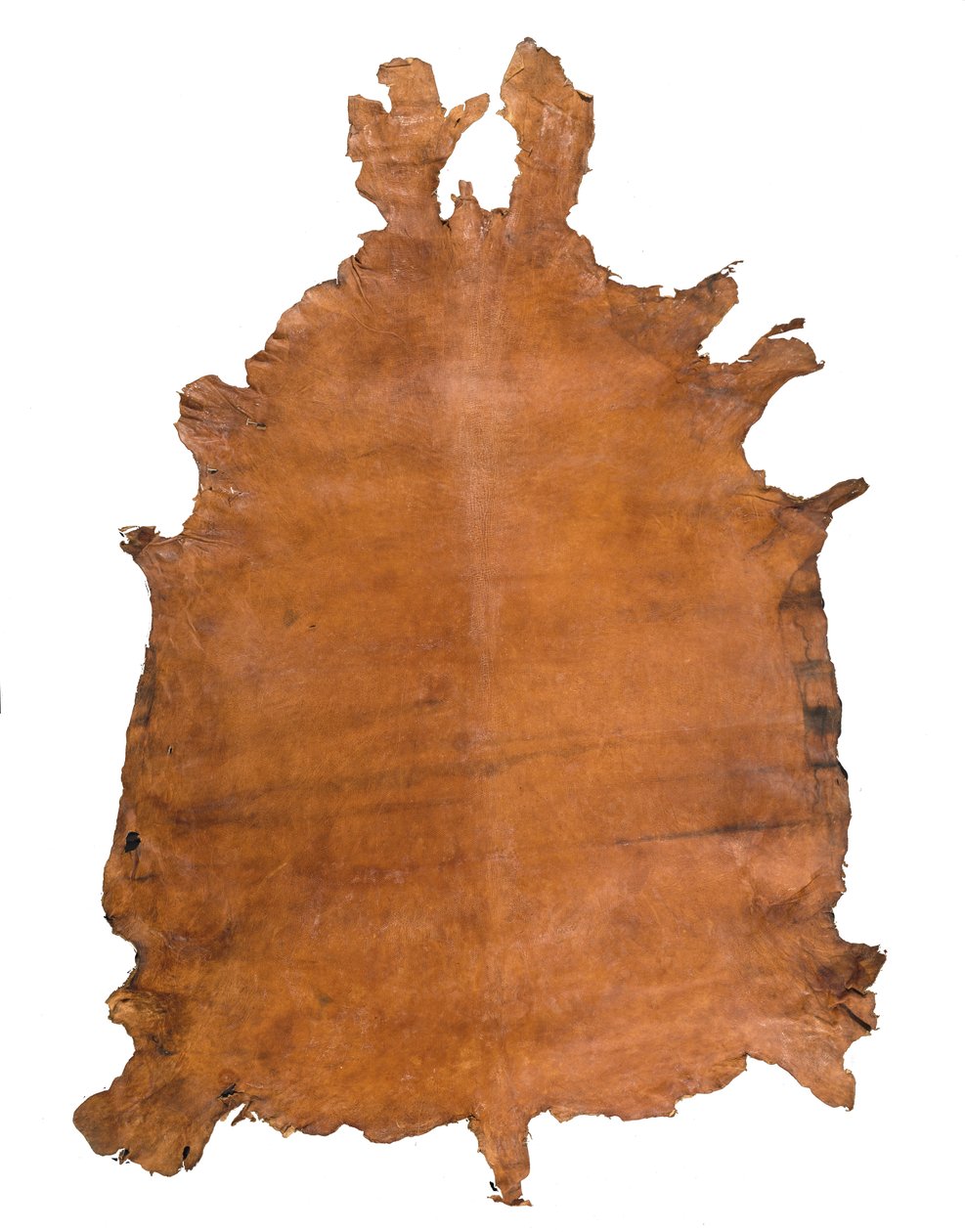 Tierhaut, ca. 1786 von School Russian
