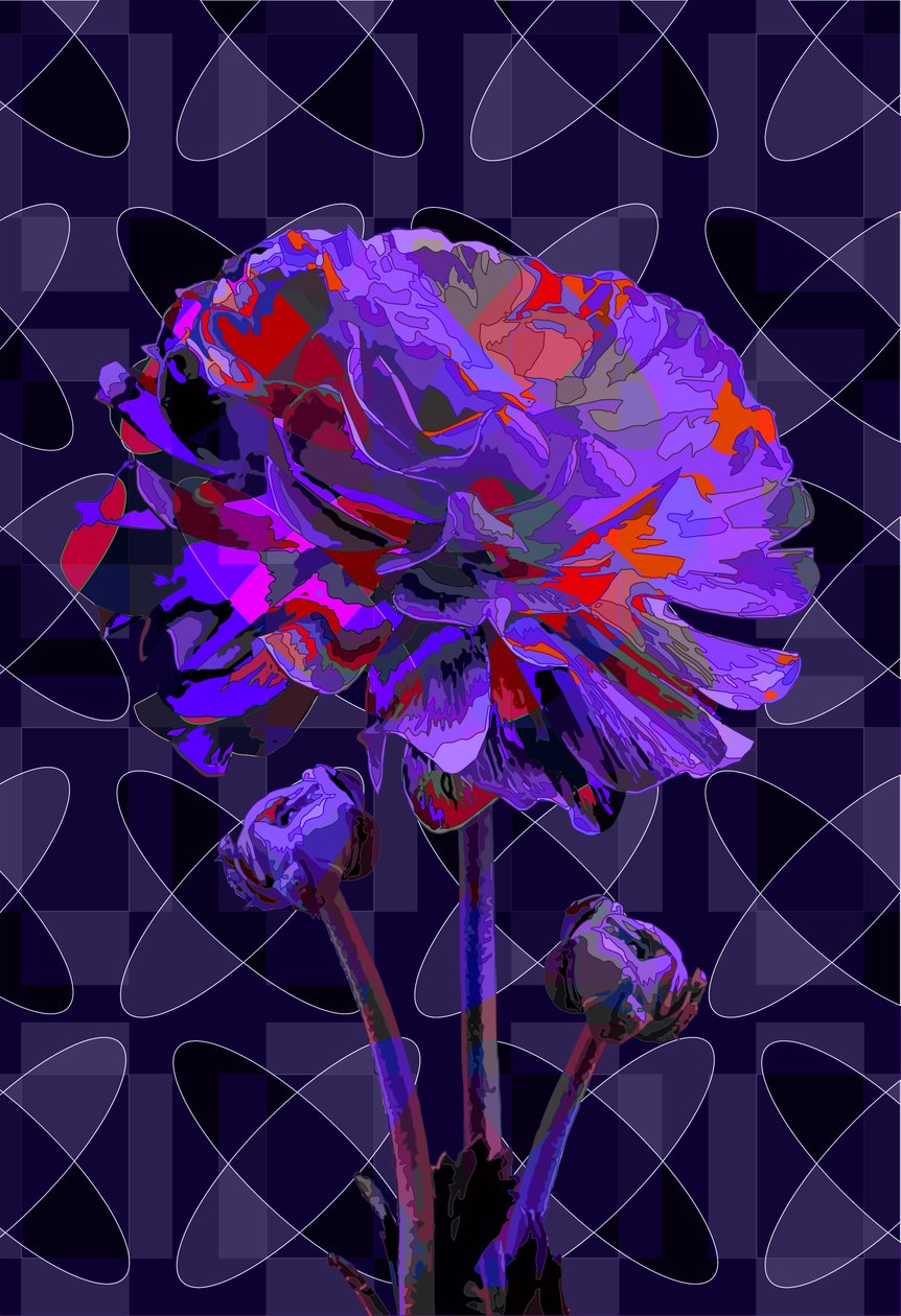 Nelke, 2019 von Scott J. Davis