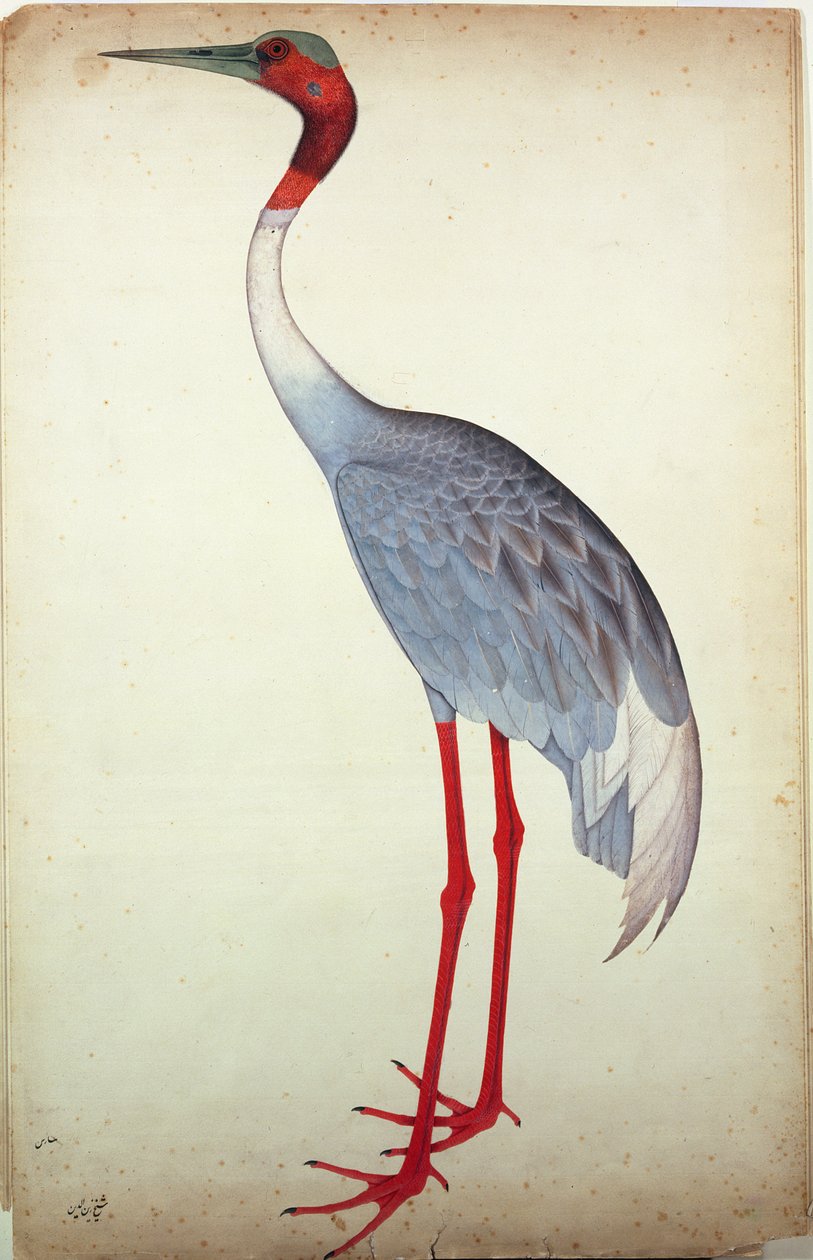 Saruskranich, gemalt für Lady Impey in Kalkutta, ca. 1780 von Shaikh Zain ud Din