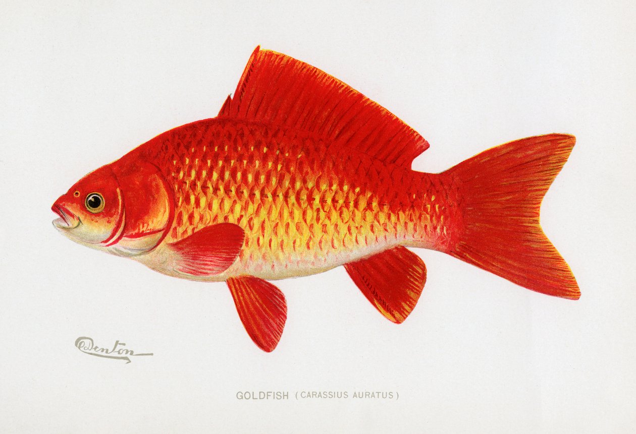 Goldfisch (Carassius Auratus) von Sherman Foote Denton