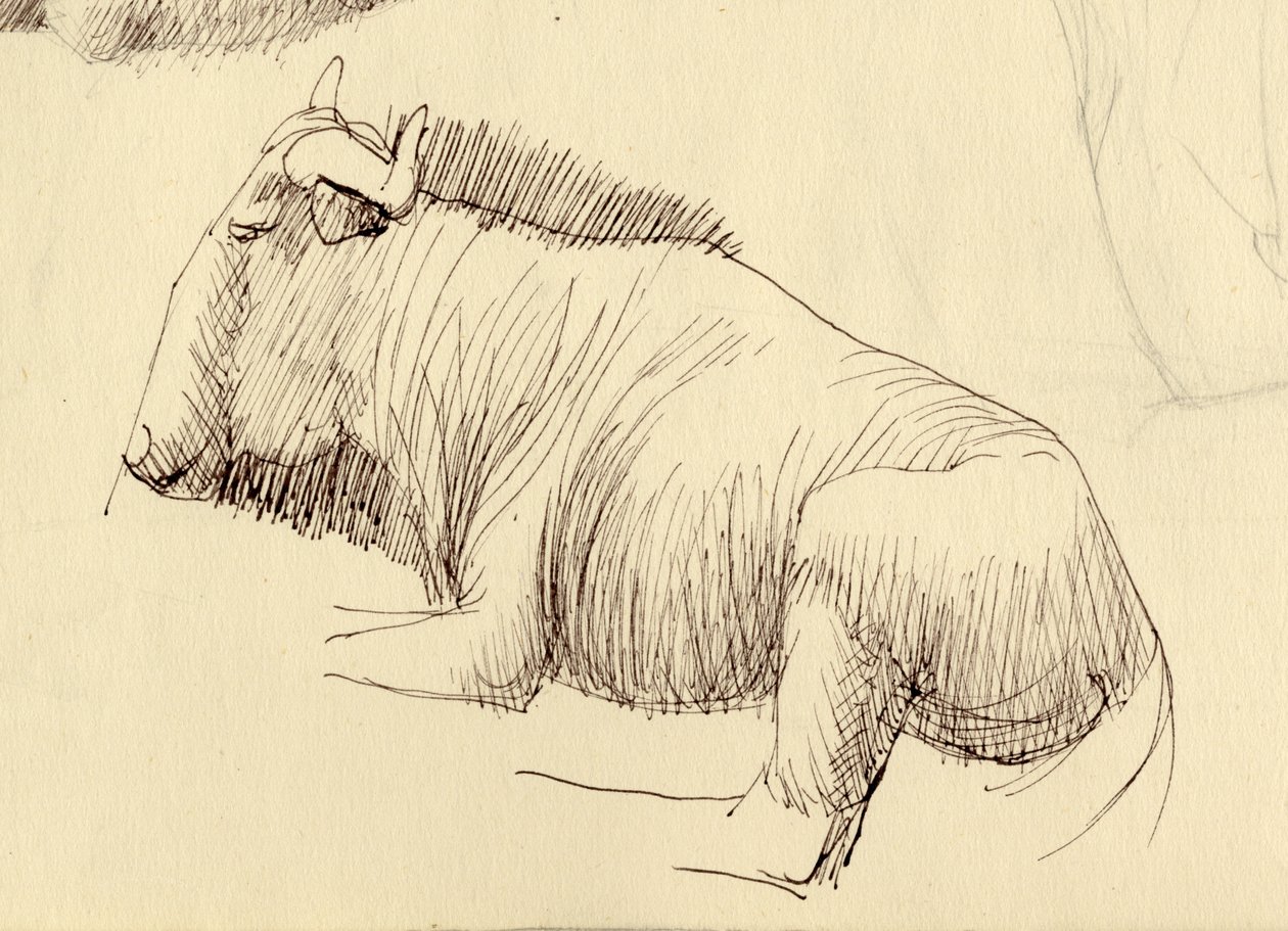 Gnu, um 1951 von Shirley Markham