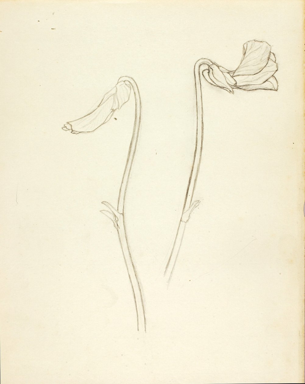 Geschlossene und offene Blume von Solon H. Borglum