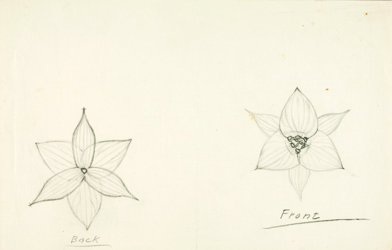 Struktur der Blume von Solon H. Borglum