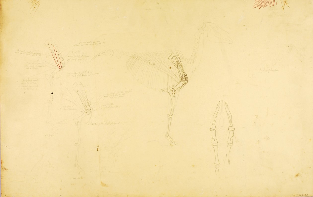 Pferdeanatomie von Solon H. Borglum