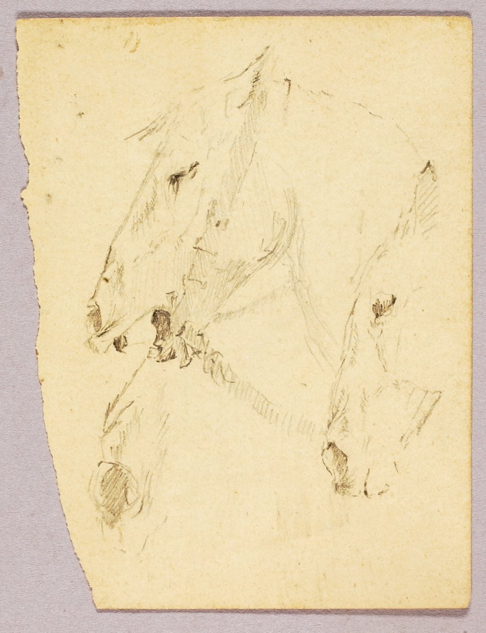 Pferdeköpfe von Solon H. Borglum
