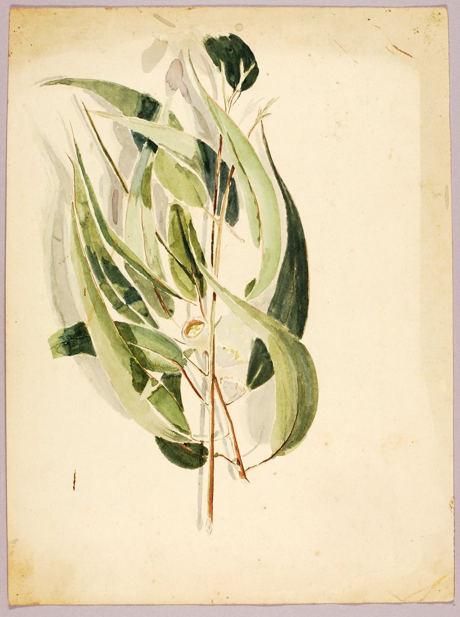 Pflanzenstudie von Solon H. Borglum