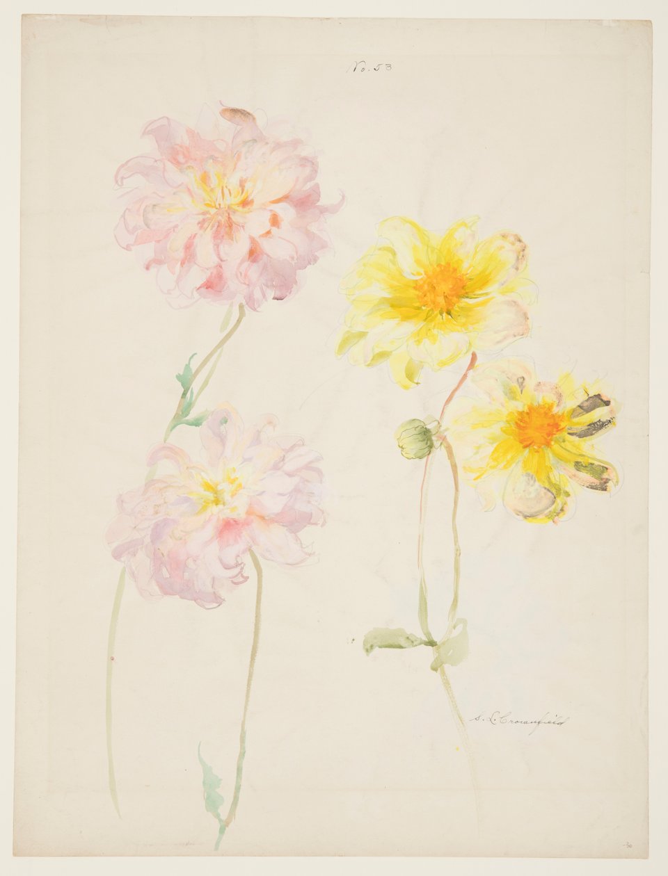 Studie von Dahlien von Sophia L. Crownfield