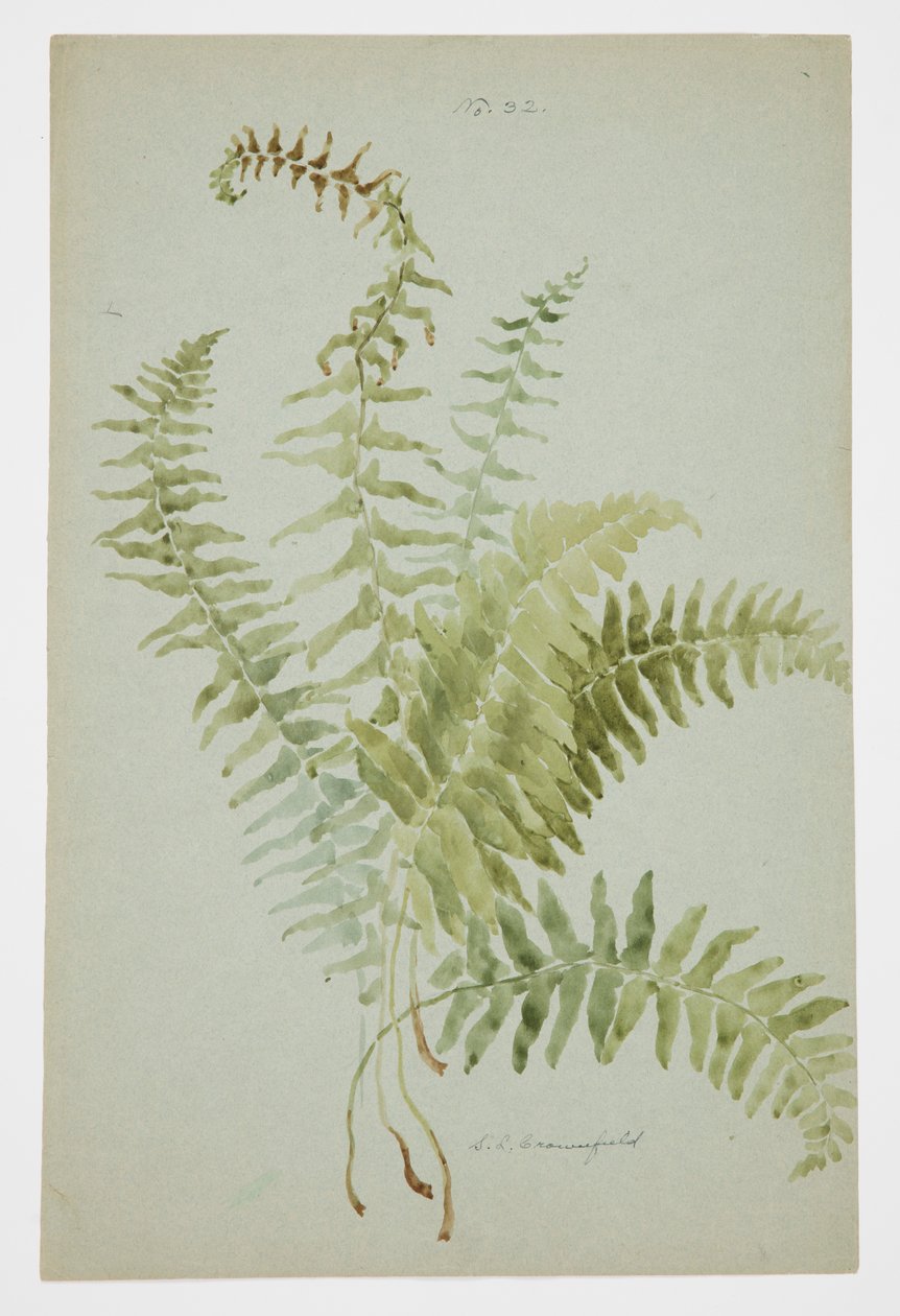 Studie eines Farns von Sophia L. Crownfield