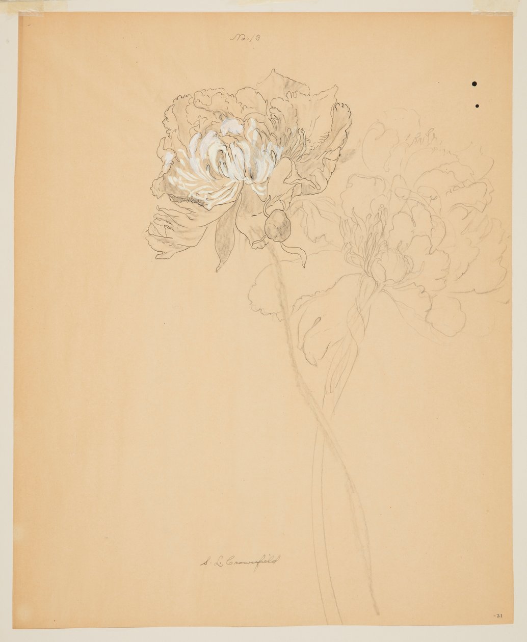 Studie von Pfingstrosen von Sophia L. Crownfield