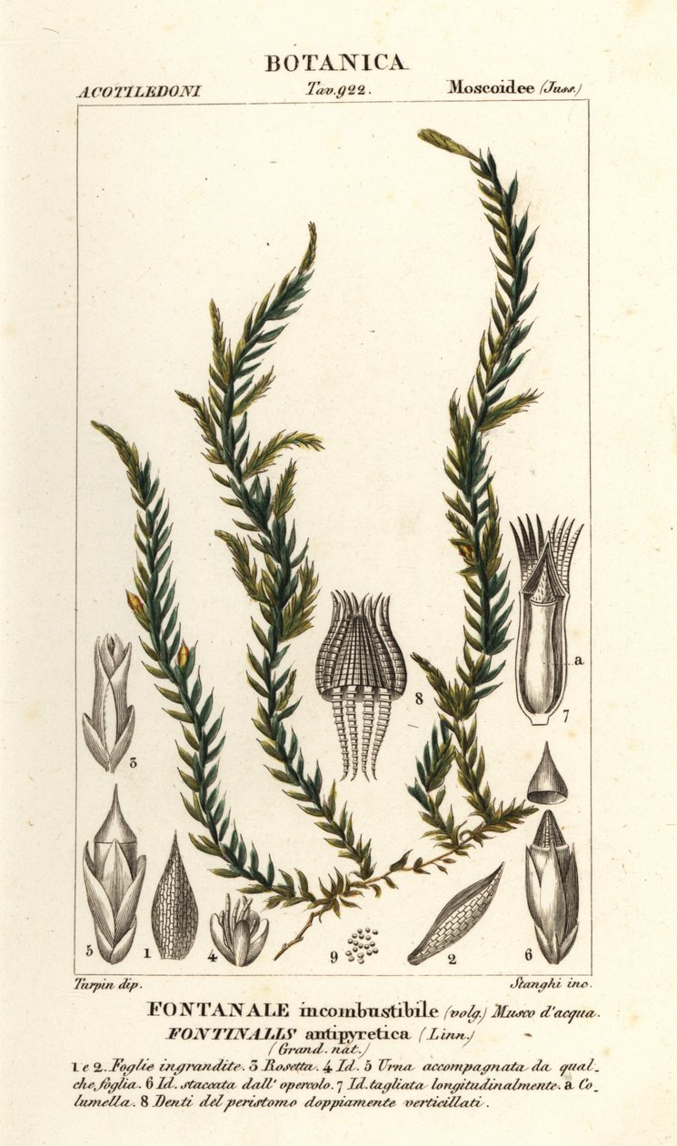 Antifieber-Quellmoos, Fontinalis antipyretica von Stanghi Stanghi